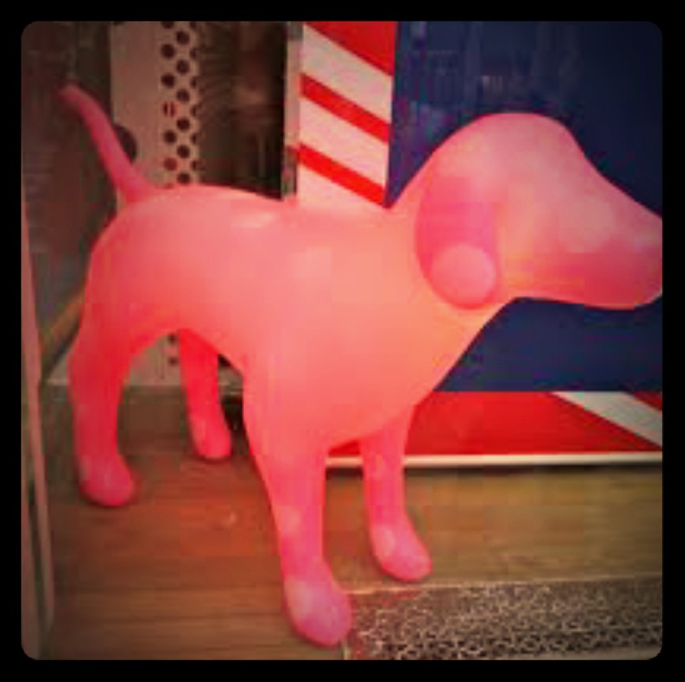 ISO Night light display vs pink dog